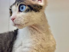 -青奢宠物·青奢猫舍