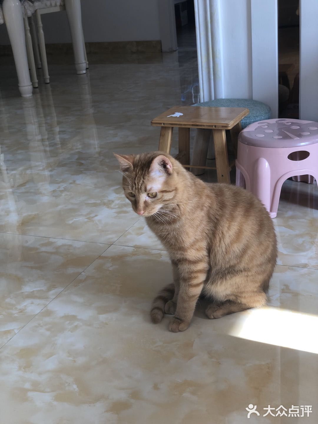 心里还有点不舍。希望它健康的走完它的猫生