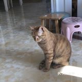 心里还有点不舍。希望它健康的走完它的猫生