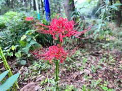 -紫蓬山国家森林公园