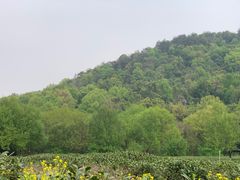 -中国茶叶博物馆(双峰馆区)