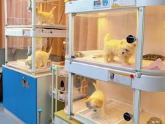 -翊宠yipet猫狗购宠庄园犬舍•猫舍