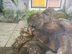 -合肥野生动物园