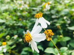 -番禺大夫山森林公园