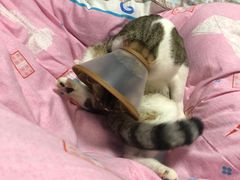 -关爱宠物医院·猫科中心·消化科(滨湖万达分院)