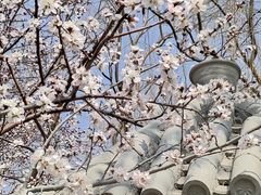 -桃花堤公园