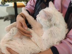 -平行世界·猫咖(首经贸店)