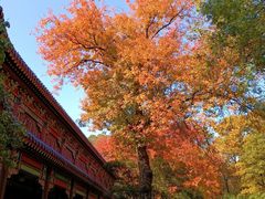 -灵谷景区