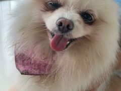 -乐琪宠物医院·犬猫专科·骨外科·急重症