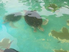 -北戴河圣蓝海洋公园