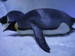-海合安成都极地海洋公园