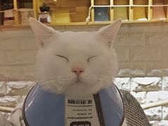-猫咖时代(中山亭店)