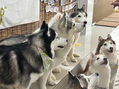 -星多哈·狗咖·拼豆·咖啡