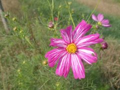 -红宝石·鲜奶小方·海派西点房(丰庄店)