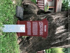 -黄帝陵