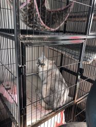 -英刺青 纹身 洗纹身