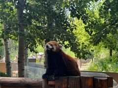 -北京野生动物园