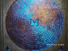 -上海昆虫博物馆