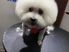 -宠物家(双井店)