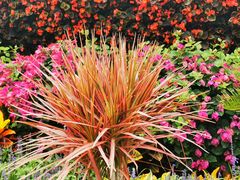 -大兴滨河森林公园