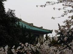 -武汉大学-樱园