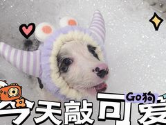 -Oh My Dog宠物沙龙(伊珊娜皮毛护理店)