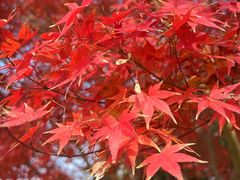 -梁鸿国家湿地公园