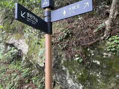 -天目山大树王景区