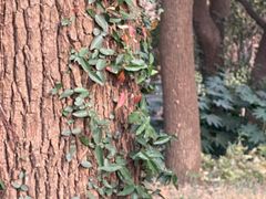 -上海共青森林公园