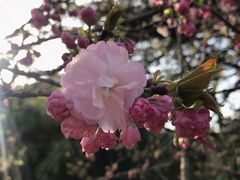 -西安青龙寺遗址景区