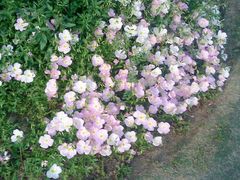 -白塘生态植物园