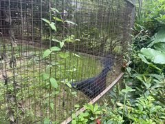 -深圳野生动物园
