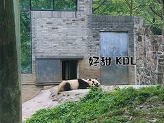 -都江堰中华大熊猫苑
