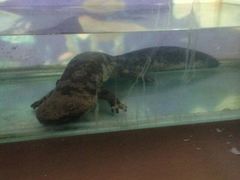 android_upload_pic-石家庄市动物园