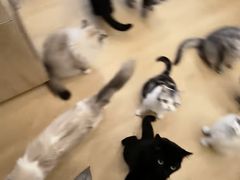 -有喵·猫咖·狗咖·30几只猫10只小狗(岗厦店)