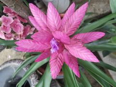 -三圣花乡旅游区