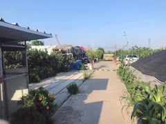-樂桃源奉贤黄桃种植采摘基地