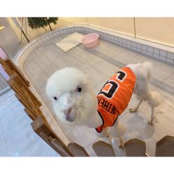 -Moni星球萌宠·小马宝莉·灵蛇·高端高阶全萌宠互动体验俱乐部(红豆国际广场店)