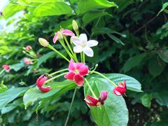 -中国科学院华南植物园