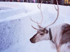 -中旅松花湖滑雪场