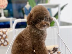-BABYDOG宝贝狗宠物乐园(欧洲城店)