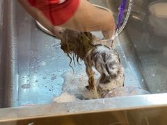 -PETKIT小佩宠物·低压洗护(国顺东路店)