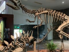 -自贡恐龙博物馆