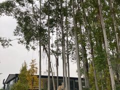 -桉树林A coffee 森林餐厅(三圣乡店)