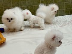 -帕帕拉兹宠物(亚洲旗舰店)