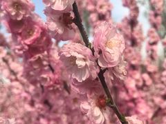 -天津东丽湖风景区