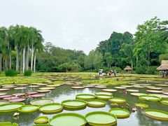 -中国科学院西双版纳热带植物园