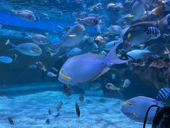 -海合安成都极地海洋公园