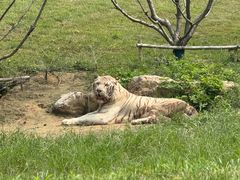 -北京野生动物园