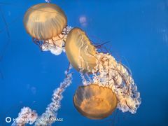 -太平洋海底世界